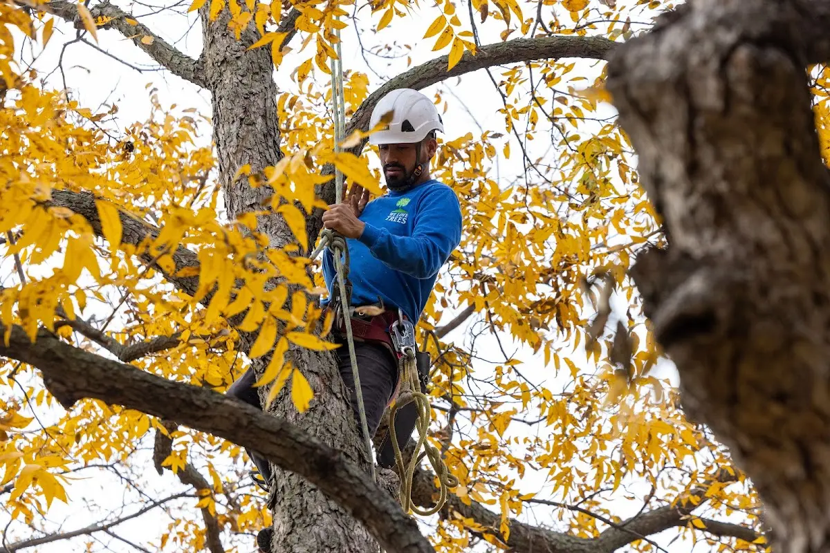 Skilled Tree Trimming crew working in Whitewood